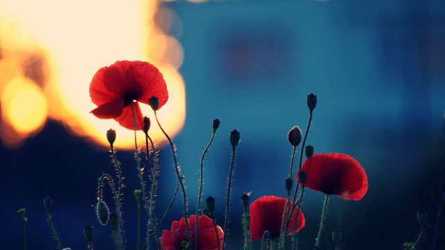 Red flowers field grass building free wallpaper - medium preview image