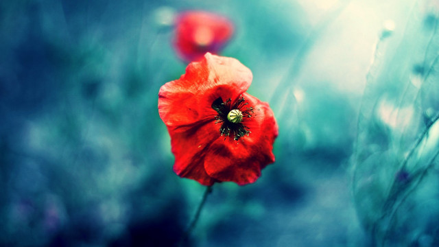 Red flower grass field background free wallpaper - medium preview image