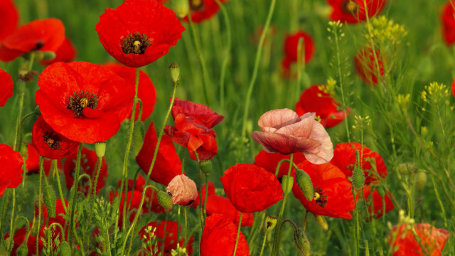 Red flowers green grass bee free wallpaper - medium preview image