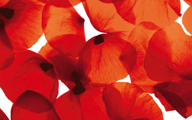 Red flowers bright white background free wallpaper - medium preview image