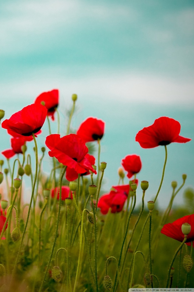 Red flowers field sky background free wallpaper - medium preview image