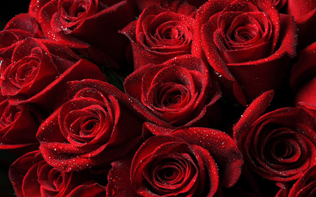 Red roses water droplets black free wallpaper - medium preview image