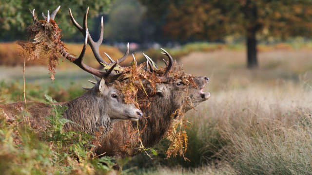 Two deer antlers field grass free wallpaper - medium preview image