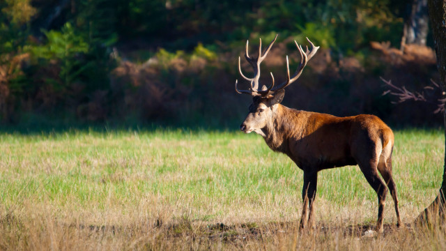 Deer field tree antlers forest free wallpaper - medium preview image