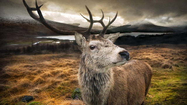 Deer antlers field mountains cloudy free wallpaper - medium preview image