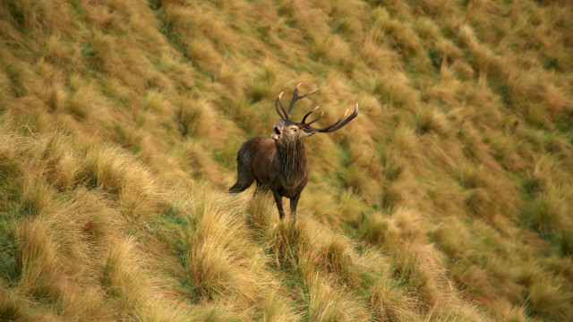 Deer antlers grassy field ecological free wallpaper - medium preview image