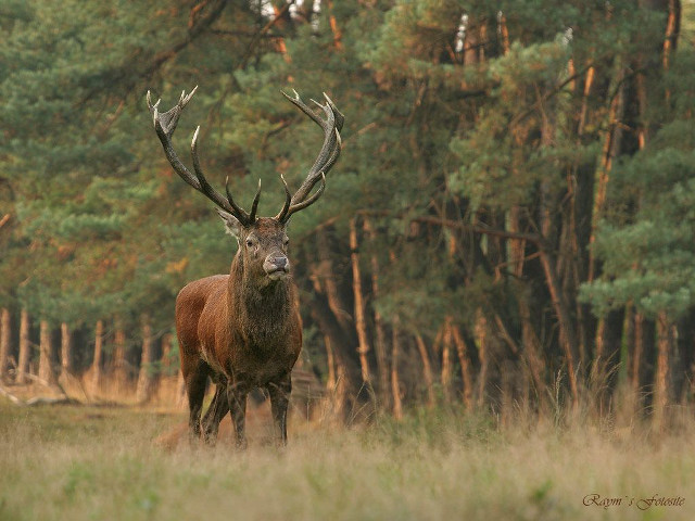 Deer standing field trees background #3 free wallpaper - medium preview image
