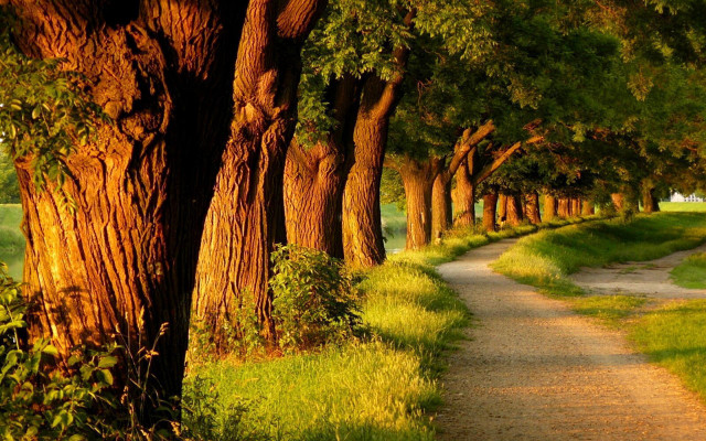 Dirt road trees grass path free wallpaper - medium preview image