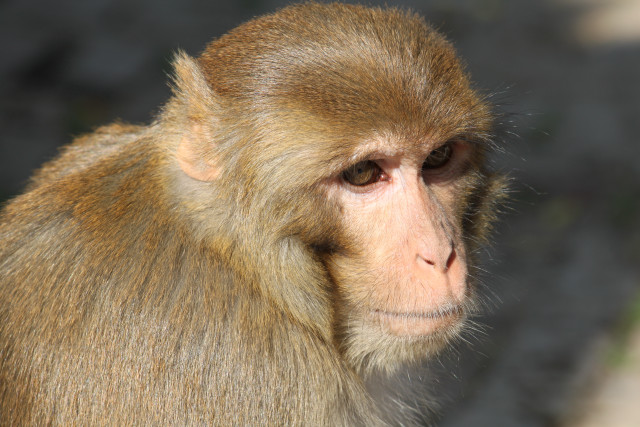 Monkey long nose blurry background free wallpaper - medium preview image