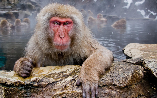 Monkey sitting rock hot spring free wallpaper - medium preview image