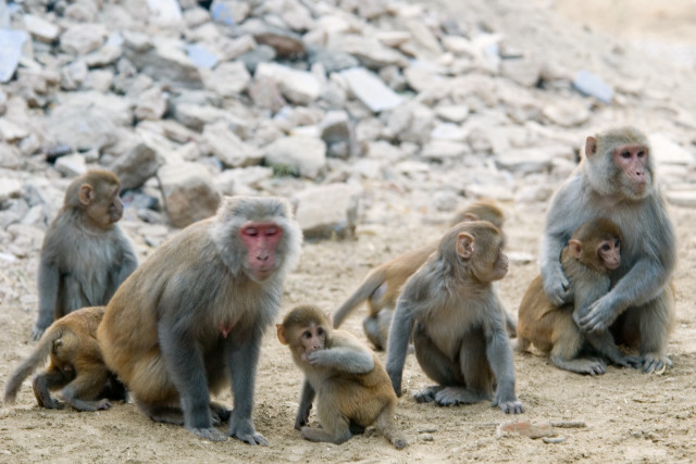 Monkeys dirt field pile rocks free wallpaper - medium preview image