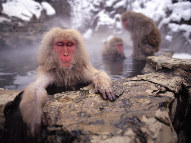 Monkeys hot spring snow mountain free wallpaper - medium preview image