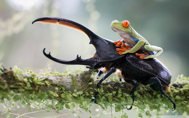 Frog riding black beetle tree free wallpaper - medium preview image