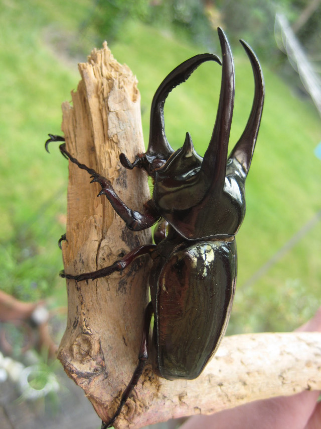 Beetle tree branch person background free wallpaper - medium preview image