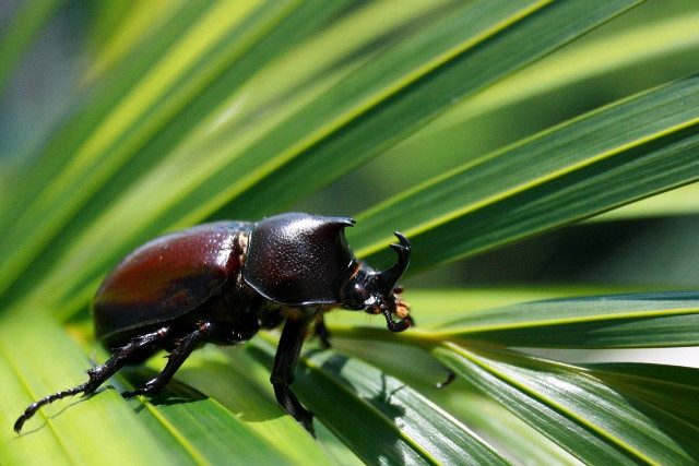 Beetle green leaf sunlight daytime free wallpaper - medium preview image