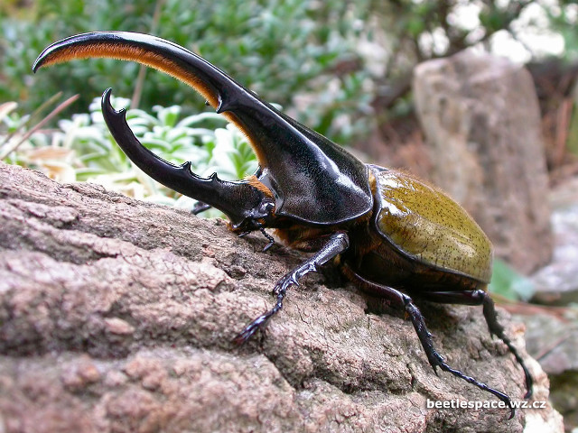 Beetle sitting rock woods nature free wallpaper - medium preview image