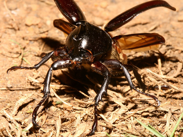 Bug battle macro fire debris free wallpaper - medium preview image
