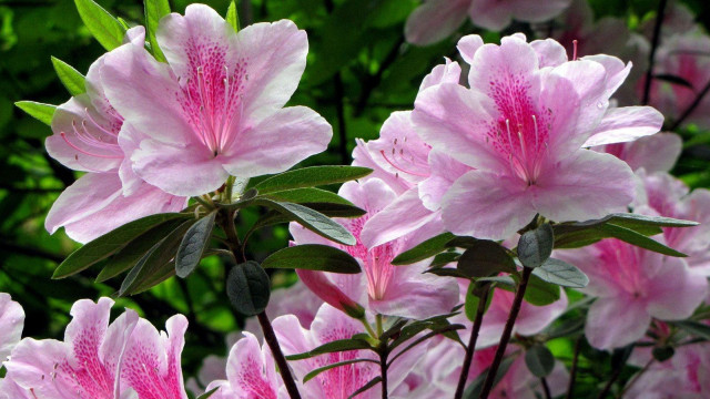 Pink flower bloom leaves blurry free wallpaper - medium preview image