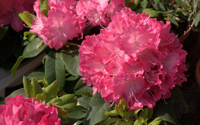 Pink flowers pot table outside free wallpaper - medium preview image