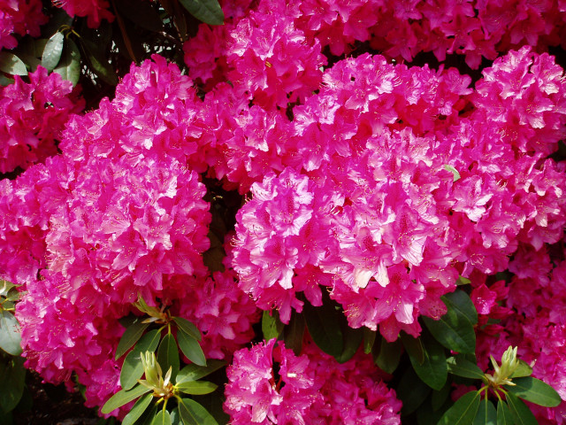 Pink flowers blooming sun garden free wallpaper - medium preview image