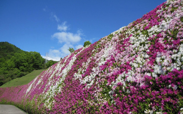 Flowered wall pathway hill trees free wallpaper - medium preview image