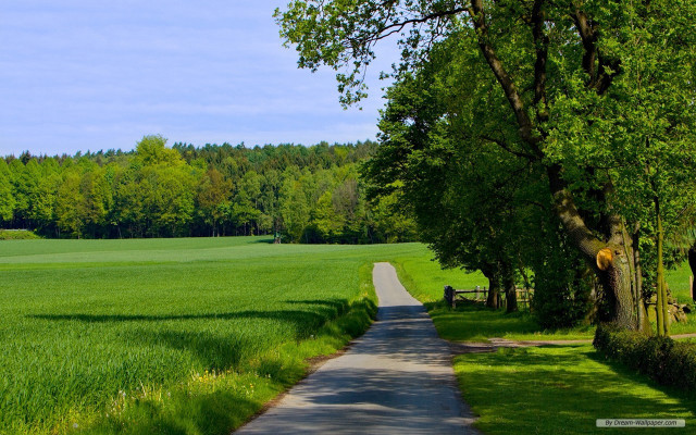 Road field cow tree middle free wallpaper - medium preview image