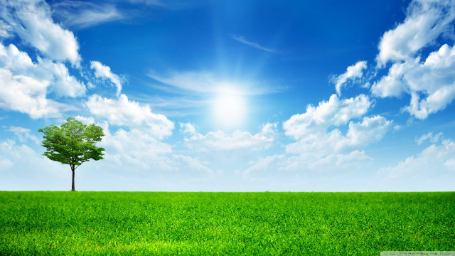 Lone tree green field blue #20 free wallpaper - medium preview image