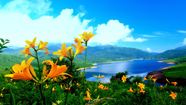 Yellow flowers lake mountains clouds free wallpaper - medium preview image