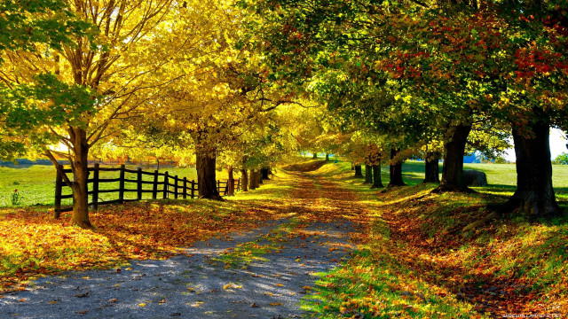 Dirt road fall trees leaves #2 free wallpaper - medium preview image