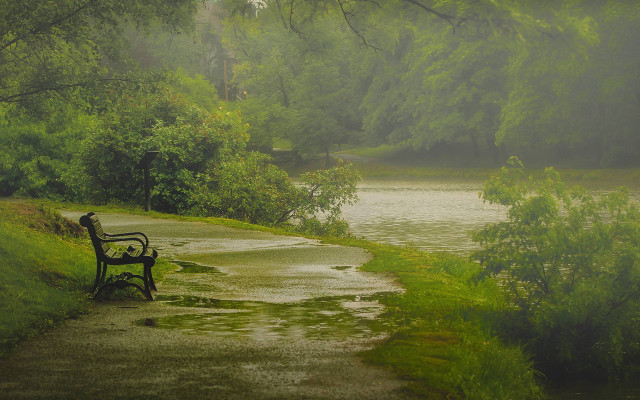 Rainy forest bench path river free wallpaper - medium preview image
