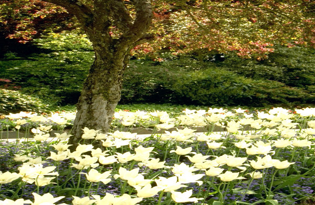 Field white flowers tree bench free wallpaper - medium preview image
