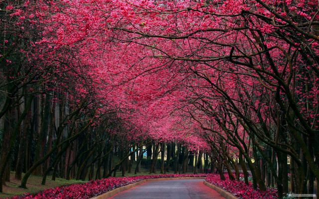 Pink flowers road autumn leaves free wallpaper - medium preview image