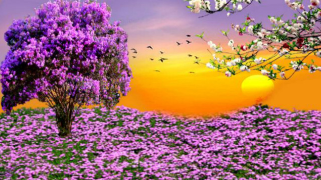 Tree flowers field sunset bird free wallpaper - medium preview image