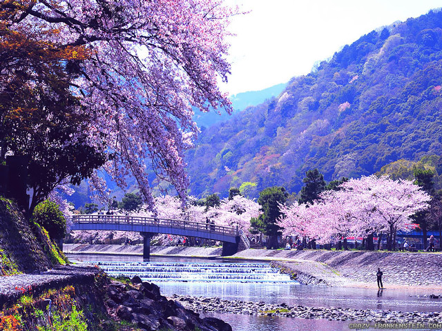 Man riverbank bridge cherryblossoms mountain free wallpaper - medium preview image