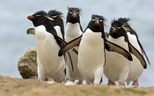 Penguins beach ocean beaks open free wallpaper - medium preview image
