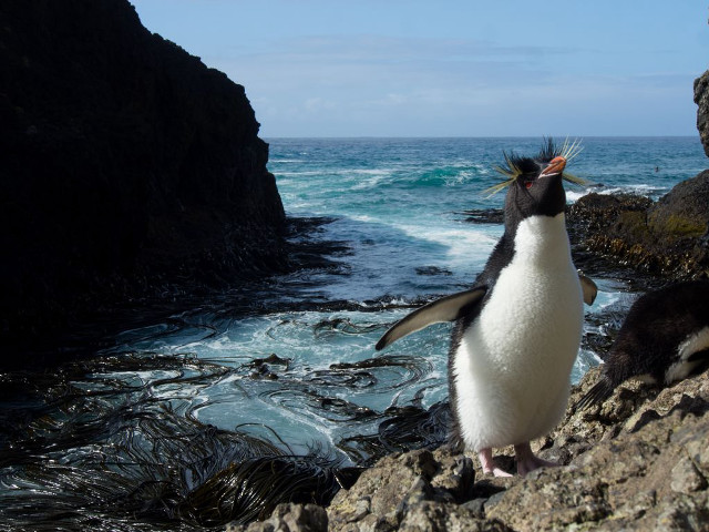 Penguin standing rock ocean foreground free wallpaper - medium preview image