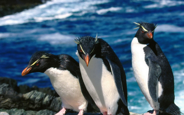 Three penguins rock ocean beaks free wallpaper - medium preview image