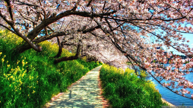 Flowered path pond sky bridge free wallpaper - medium preview image