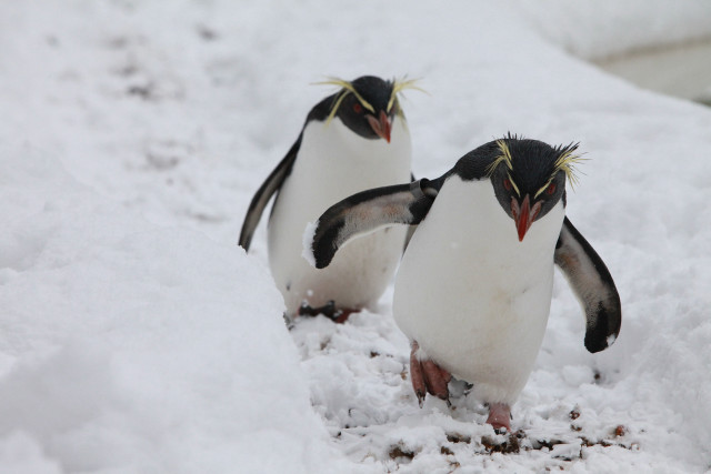 Two penguins walking snow beaks free wallpaper - medium preview image