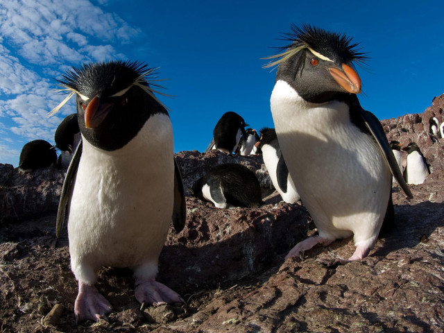 Penguins longhair rockysurface backgrounds ecologicalart free wallpaper - medium preview image