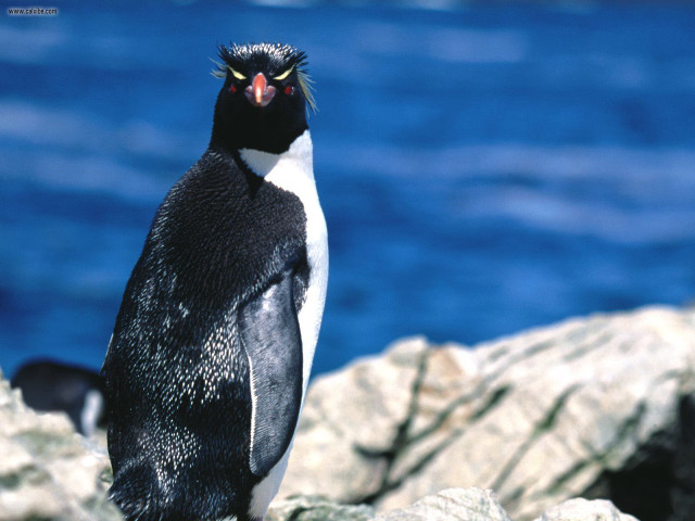 Penguin rock water ecological 3d free wallpaper - medium preview image