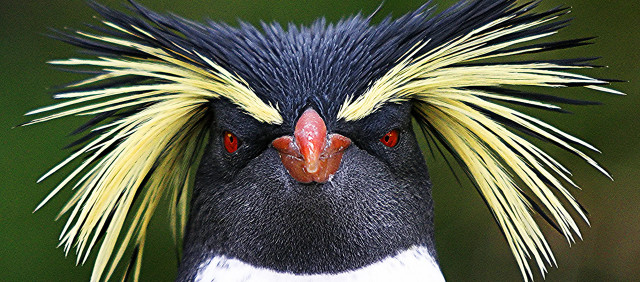 Colorful bird headpiece closeup green free wallpaper - medium preview image