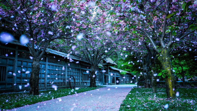 Walkway trees flowers rain building #2 free wallpaper - medium preview image