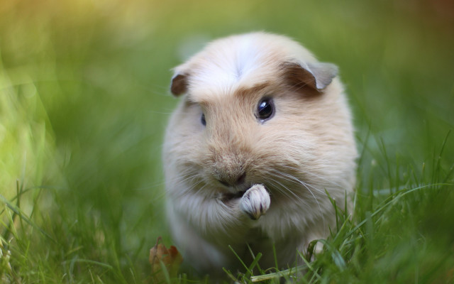 Small white brown hamster grass free wallpaper - medium preview image