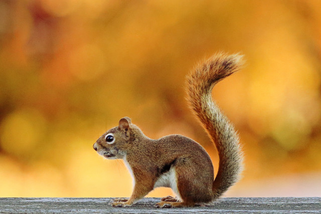 Squirrel wooden surface camera blurry free wallpaper - medium preview image