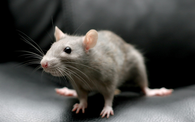 Rat black leather chair curious free wallpaper - medium preview image