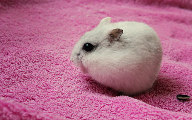 Small white hamster pink blanket free wallpaper - medium preview image