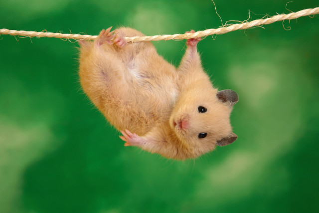 Hamster hanging upside down rope free wallpaper - medium preview image