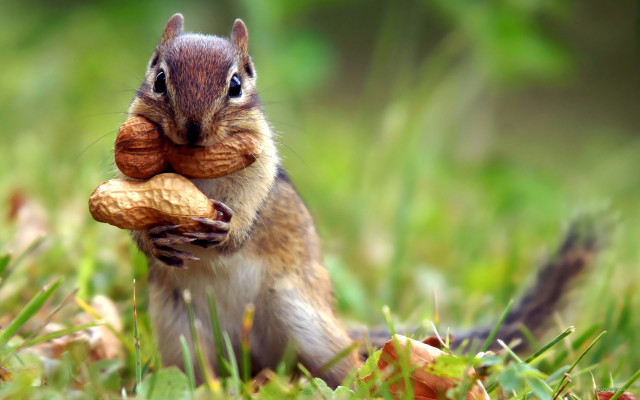 Squirrel eating nut ecological art #2 free wallpaper - medium preview image