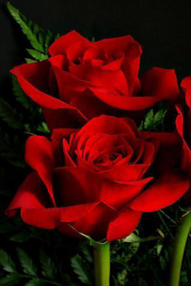 Red roses vase green stems free wallpaper - medium preview image